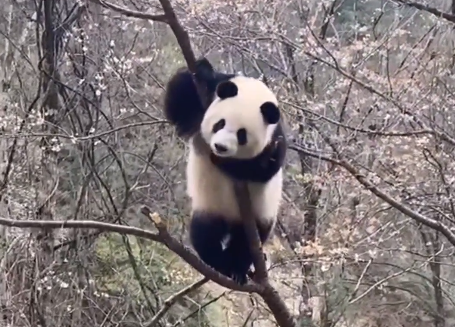 山东手持激光焊接机厂家：秦岭大熊猫上树折樱桃花